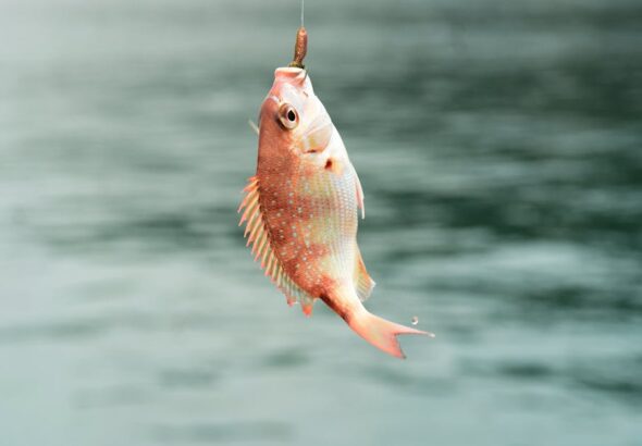 Sea Fishing line bait – Sea Fishing off Sunderland Coast: Best Rod Tips for Success