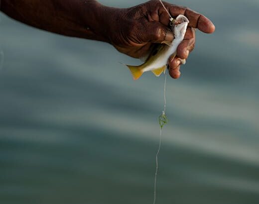 Sea Fishing line bait – Sea Fishing off Sunderland Coast: Best Rod Tips and Bait Choices