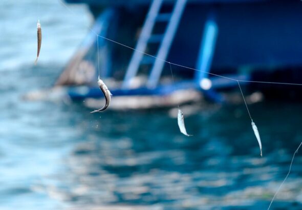 Sea Fishing line bait – Sea Fishing off Sunderland Coast: Best Rod Tips and Bait Choices