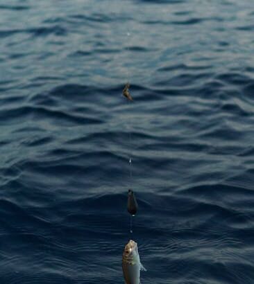 Sea Fishing line bait – Top Rod Tips for Sea Fishing Off the Sunderland Coast