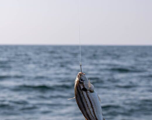 Sea Fishing line bait – Sea Fishing off Sunderland Coast: Best Rod Tips for Success